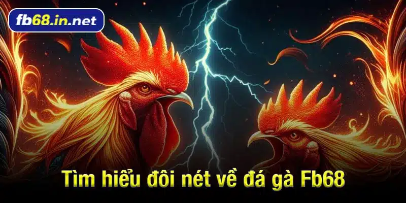 Tìm hiểu đôi nét về đá gà Fb68